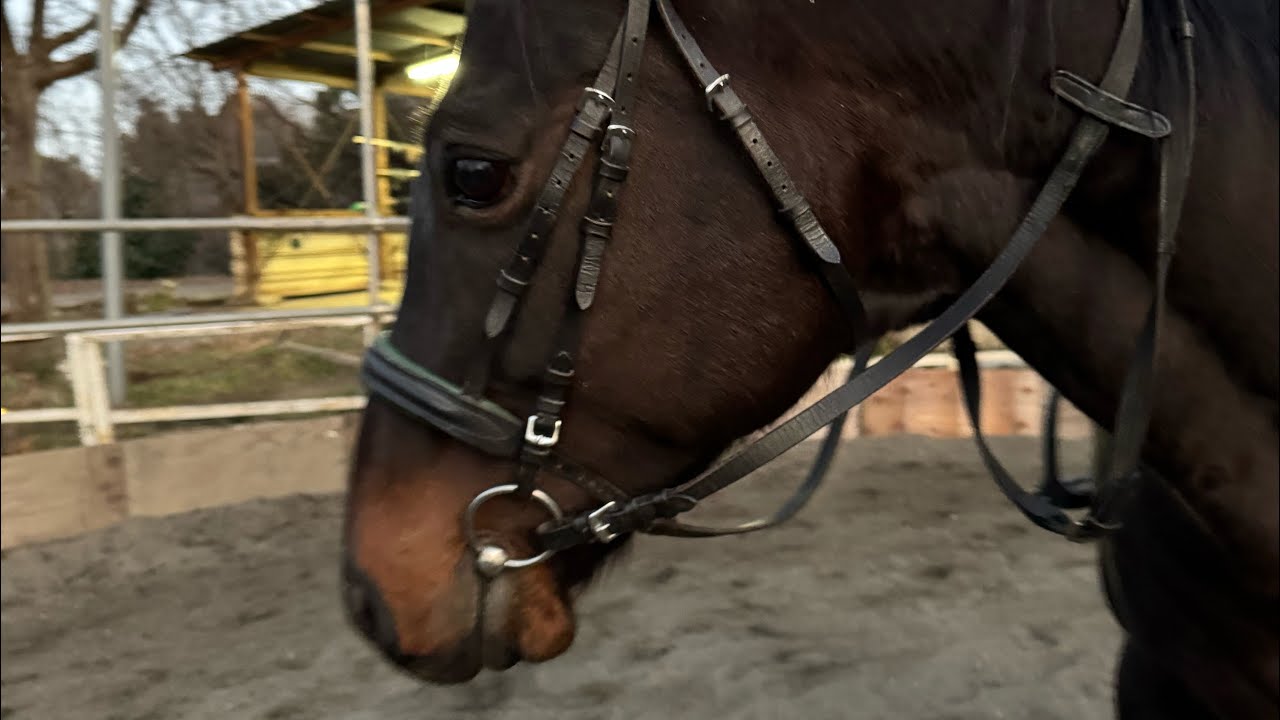 手綱だけで馬をコントロールすることは絶対にできない