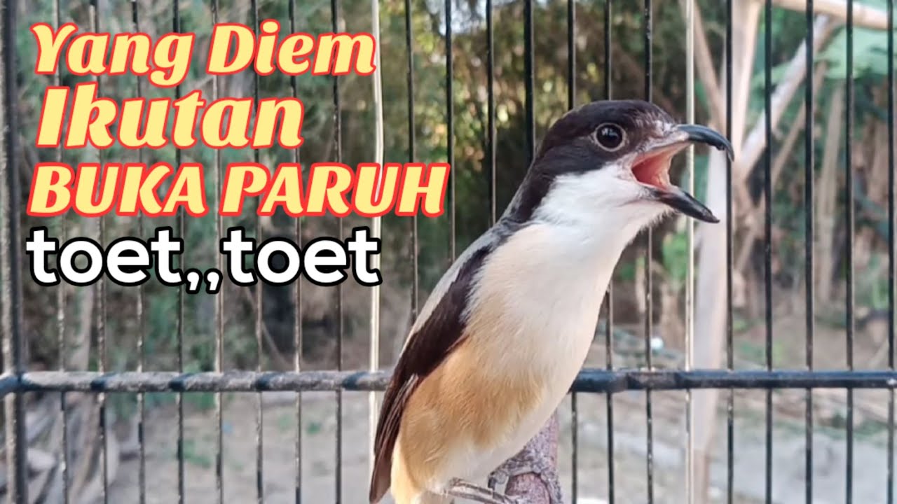 Cendet Gacor Toet Toet Bongkar Materi Paling Di Cari Buat Cendet Diem Agar Cepat Rajin Bunyi