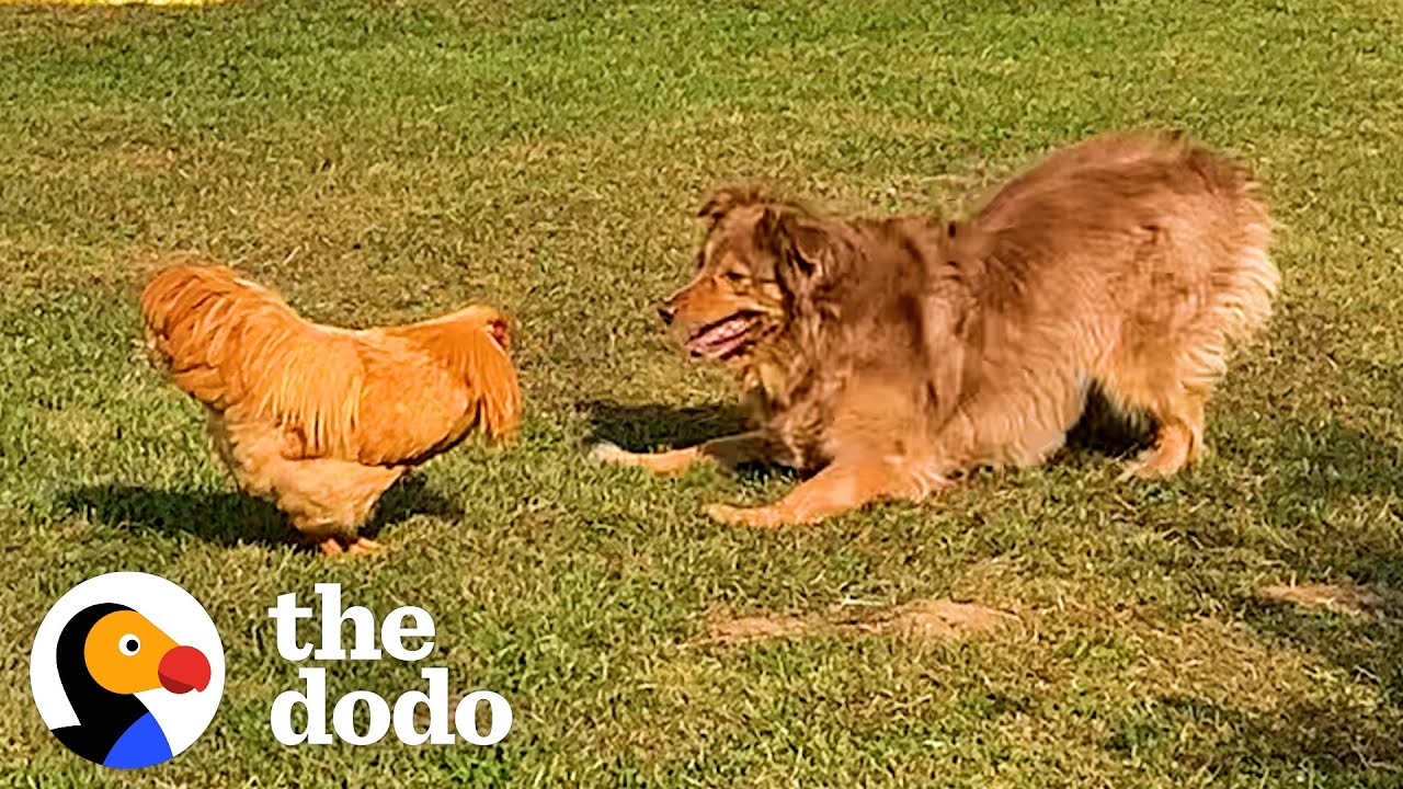 Rooster Loves Chasing This Big Dog  | The Dodo Odd Couples