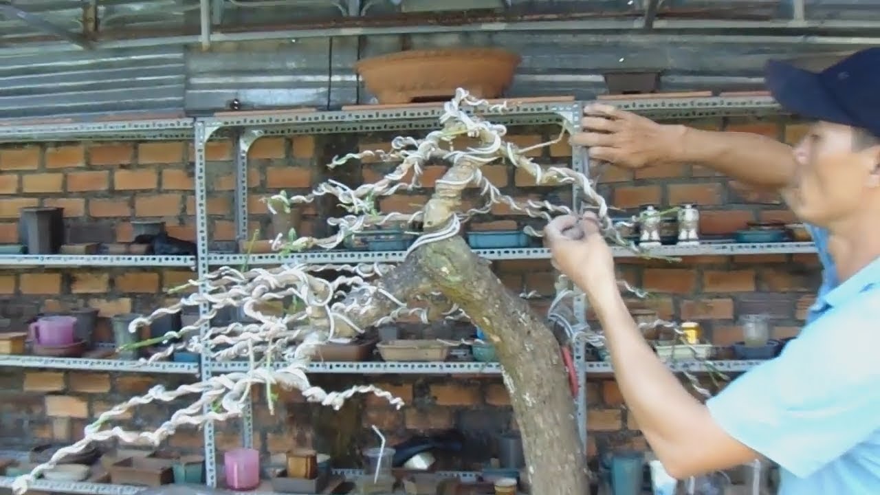 how to create a bonsai tree , rapid prototyping bonsai tree big bonsai
