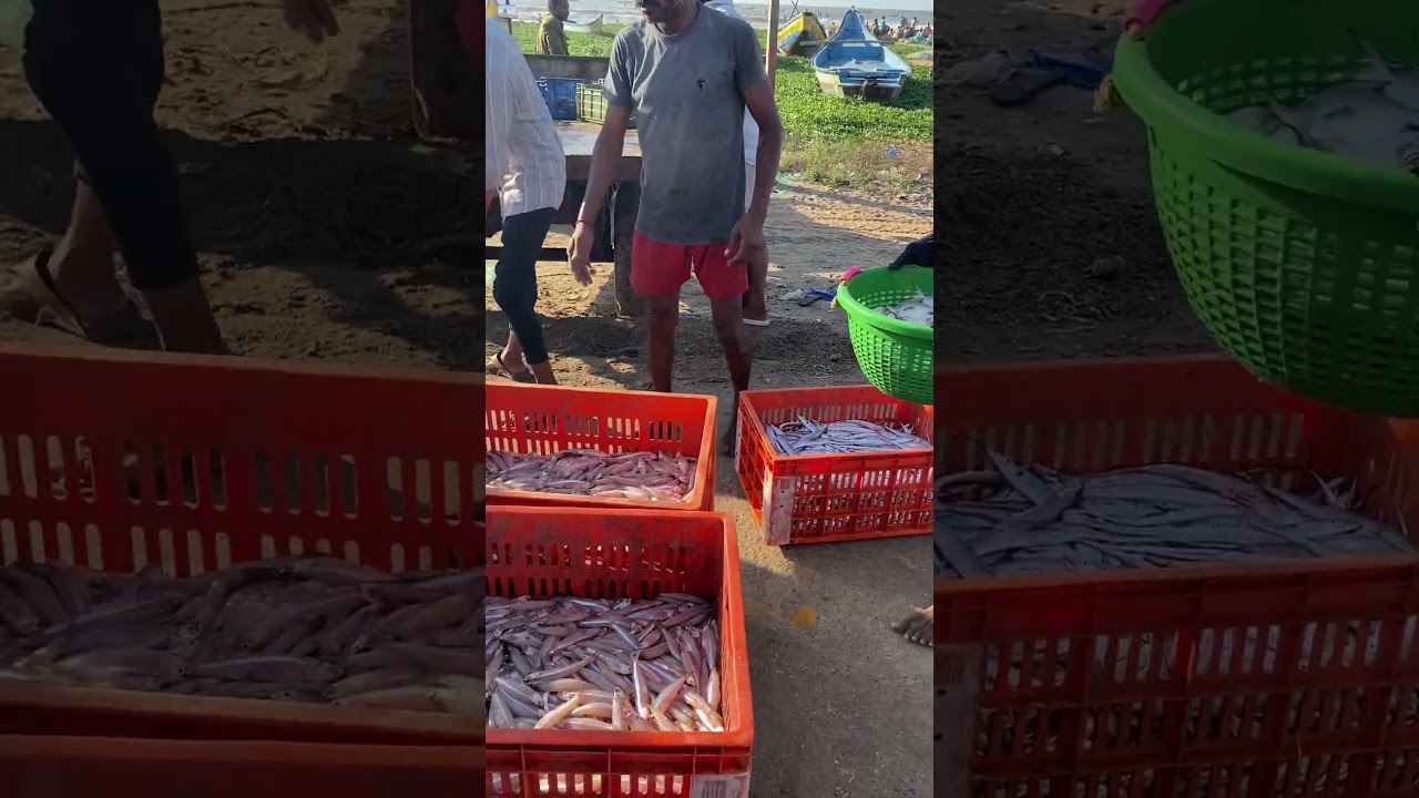 Chirala fish market (Vodarevu) fishermen getting and unloading fish#fishauction #fishmarket