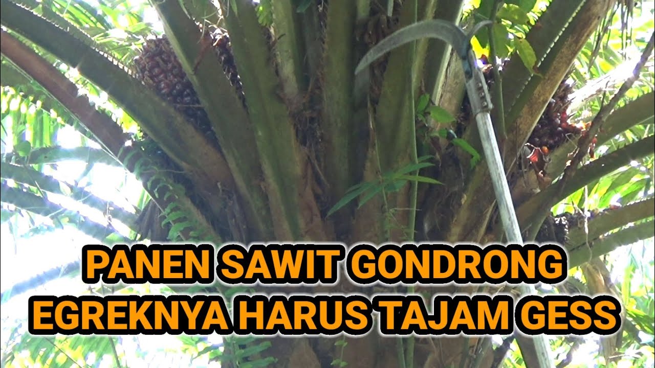 Panen sawit gondrong egreknya harus tajam gess !! panen sawit pokok tinggi !?!
