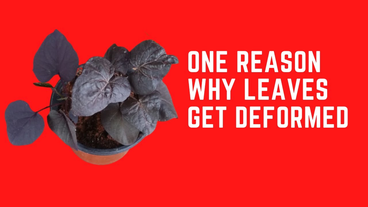 ONE REASON WHY LEAVES GET DEFORMED
