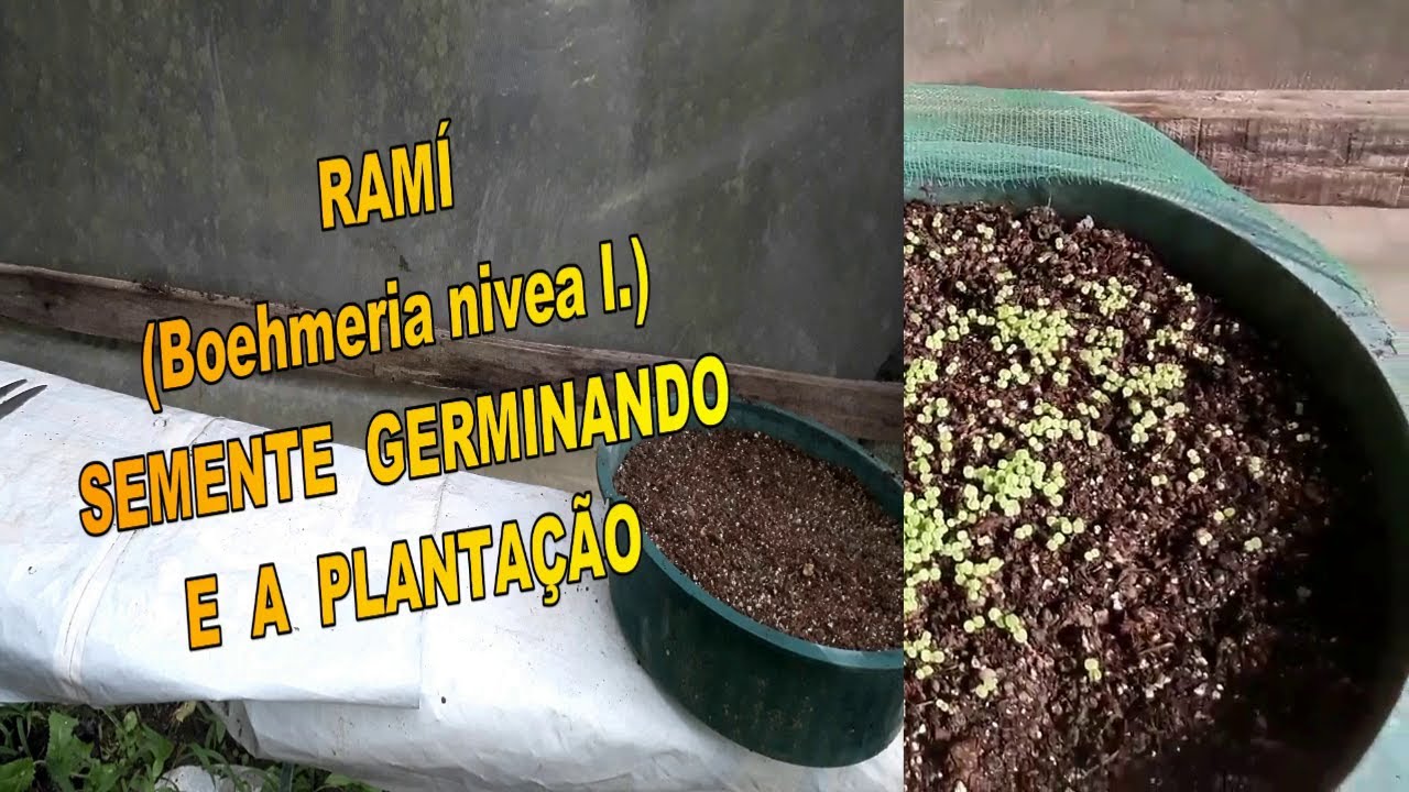 Ramí sementes germinando e pequena plantação  Americo Brazil informa