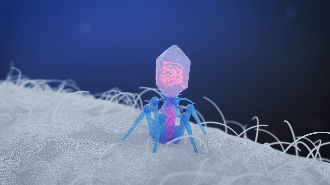 Bacteriophage Hunting Bacteria | 3D Science Animation #biology #scienceanimation