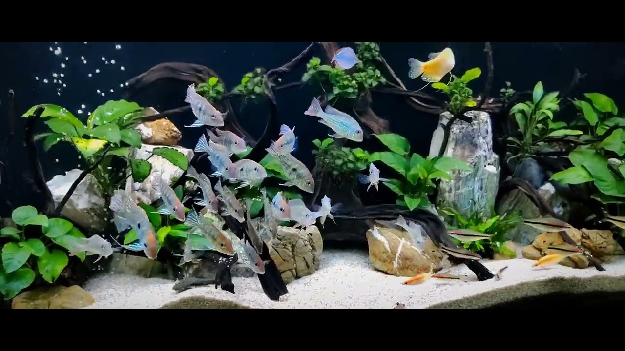 Planted Geophagus tank with red line torpedo barbs