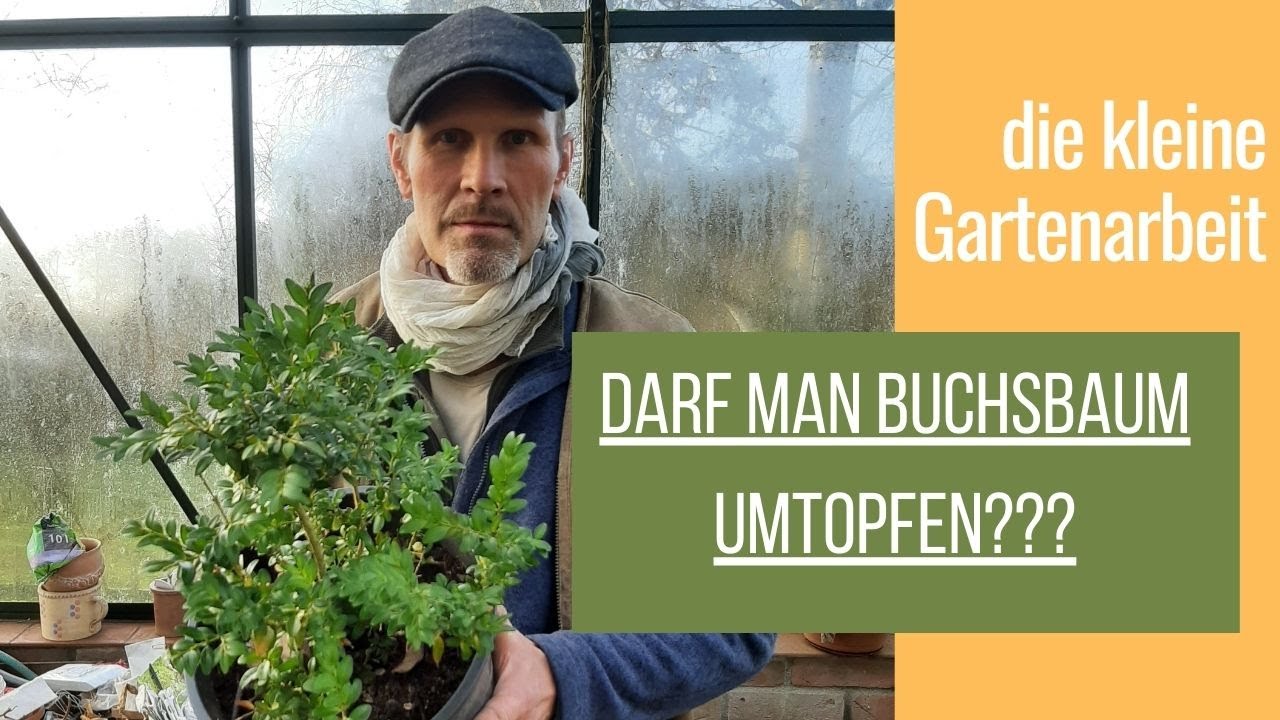 BuchsUmtopfen - die kleine Gartenarbeit