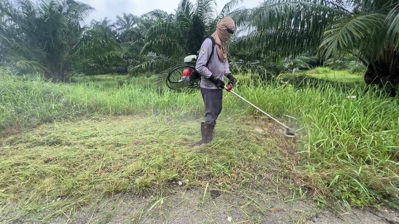 Sedang2 tebal