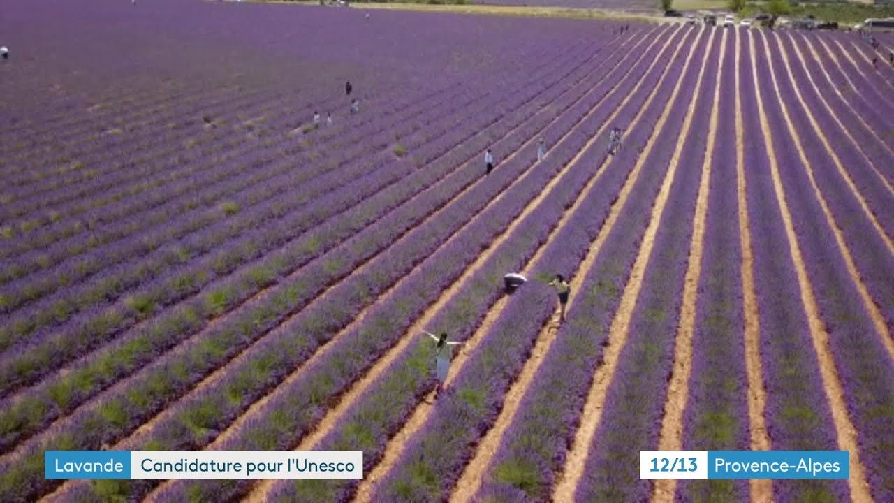 La lavande de Provence, candidate au patrimoine mondial de l'UNESCO