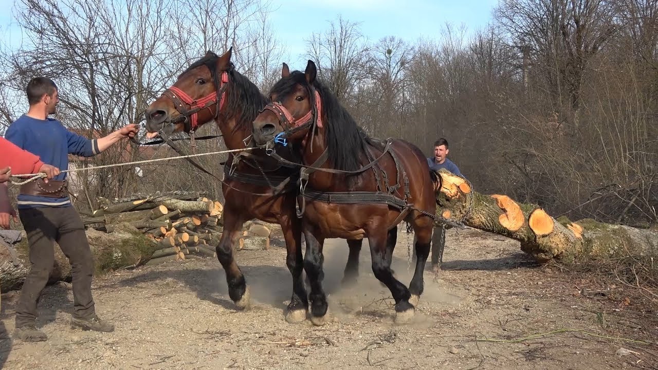 Caii lui Sebi de la Mediesu Aurit, Satu Mare 2019