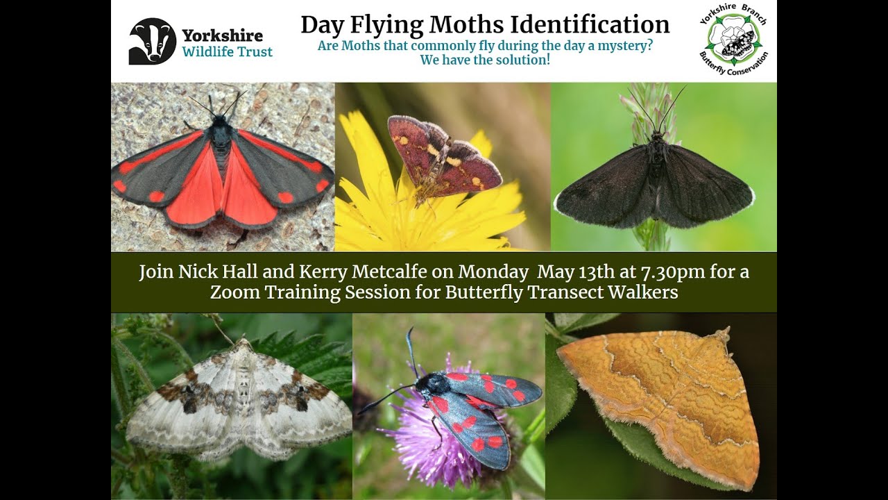 Day Flying Moths Identification for Transect Walkers