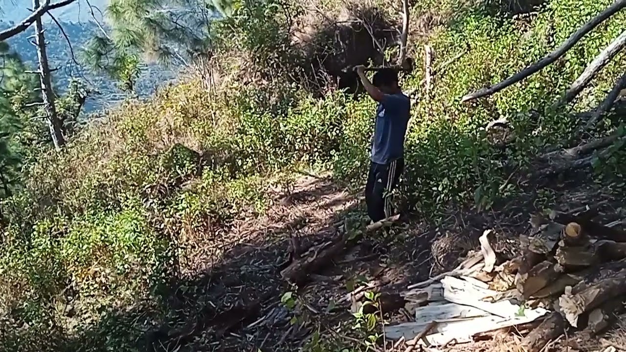 दाउरा काट्दै गरेको अबस्ता को भिडियो लिएर आएको छु है साथी हरु माया गरे र हेरी दिनु होला 