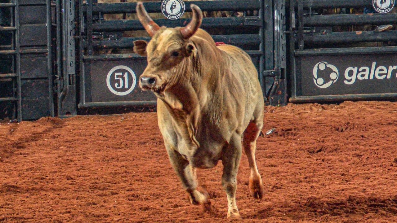 COBIÇADO (Cia. Tercio Miranda) - MELHOR TOURO do BARRETOS INTERNATIONAL RODEO 2024