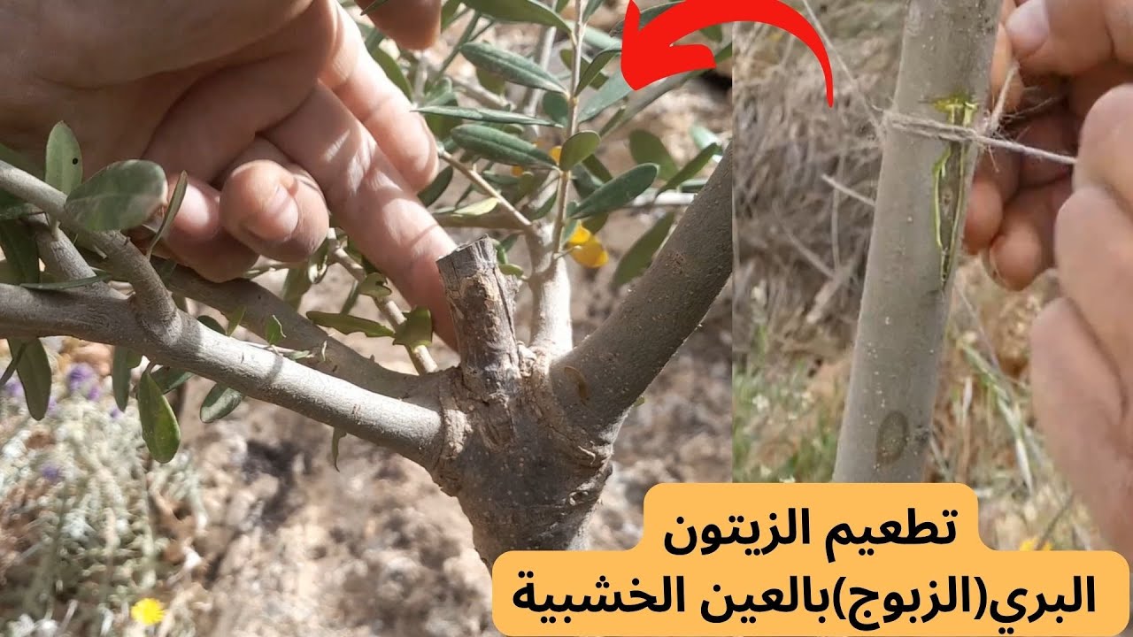 تطعيم أشجار الزيتون البرية (الزبوج) بالعين الخشبية #قناة_الظهرة_الفلاحية