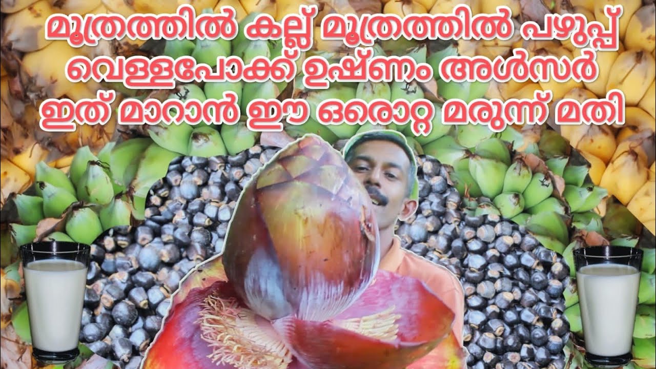 Ensete superbum | ഏറ്റവും ഔഷധഗുണമുള്ള  വരവാഴ  (കല്ലുവാഴ, മലവാഴ)