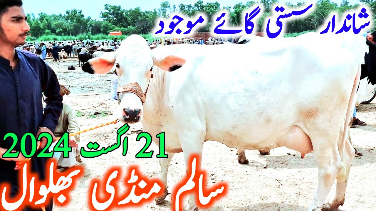Best Cow Mandi | Salem Mandi Bhalwal | Australian Friesian Cow || Mandi Star