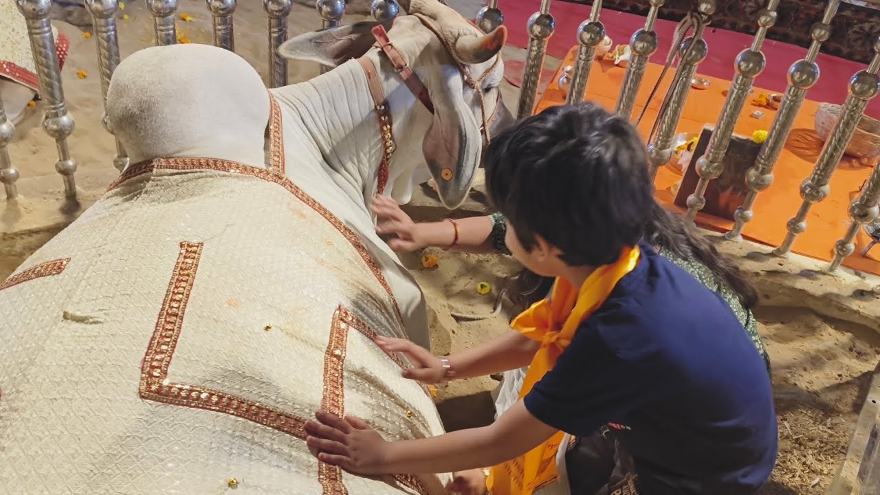 Gaushala me ki humne gauseva aur unse dher sara pyar ❤️..Gauseva param dharm 🐂🐄 jai ho gaiyya maiyya