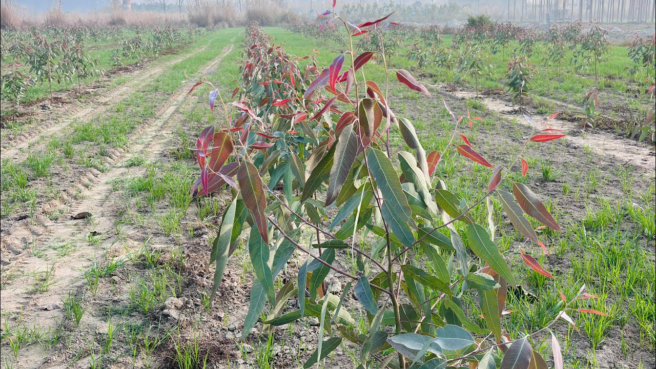 Sirf 4 Mahine Mein Safede Ki Hairaan Karne Wali Growth 😱🌳