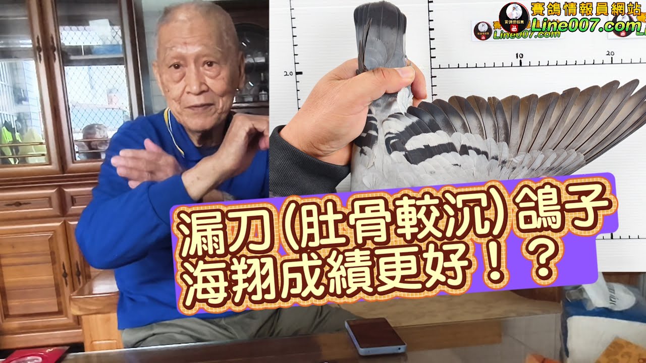 漏刀(肚骨較沉)的鴿子海翔更好！？ #邱銘德 #鴿壇名人  #強豪 #鴿刊 #種鴿 #海翔 #pigeon #鴿子 #育種 #養鴿 #粉鳥