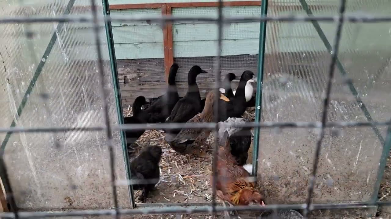 Why Should You Keep Ducks - Pros and Cons of Keeping Ducks