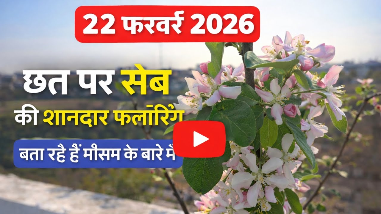 छत पर आम, अमरूद, सेब, आड़ू और अंगूर! 🍇🍎 22 फरवरी 2026 का पूरा अपडेट