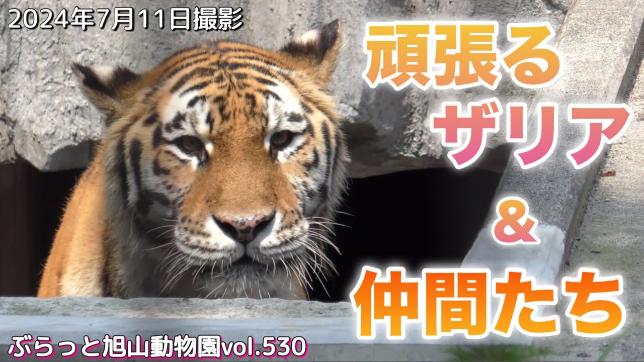 《ライオン＆トラ旭山動物園》イオが●にイラつき、オリトはドアップ満載！ザリアは顔を出す⁉︎ライオンファミリーvol530/Lion gets annoyed by insects＆tiger
