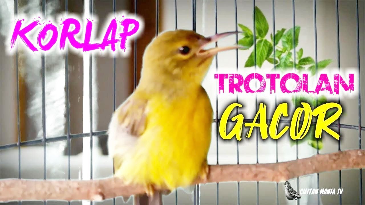 Suara Pancingan Korlap Ijoan Gacor Dijamin Semua Burung Kolibri Manggar Bahan Nyaut GACOR