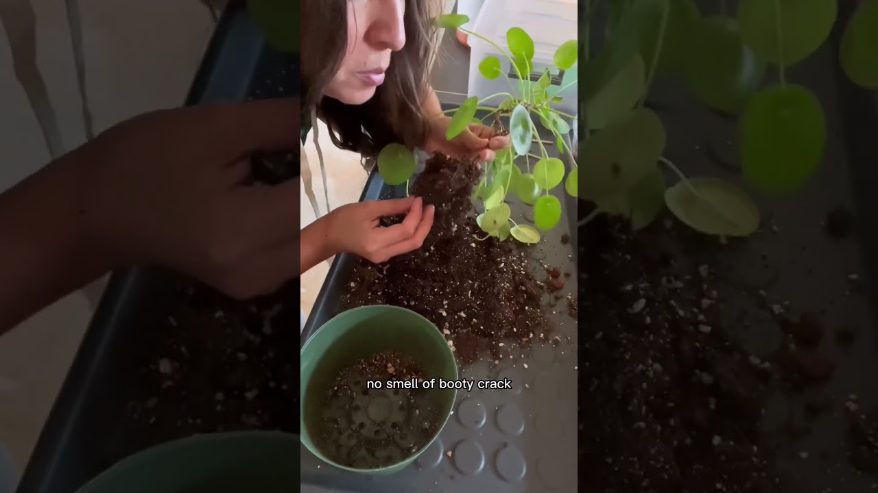 You can have a pot too big for your plants? #plantpots #plantcare #repotting #plants