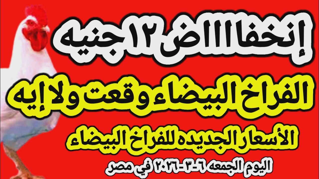 اسعار الفراخ البيضاء اليوم/ سعر الفراخ البيضاء اليوم الجمعه 2026/3/6 في مصر جمله وقطاعي
