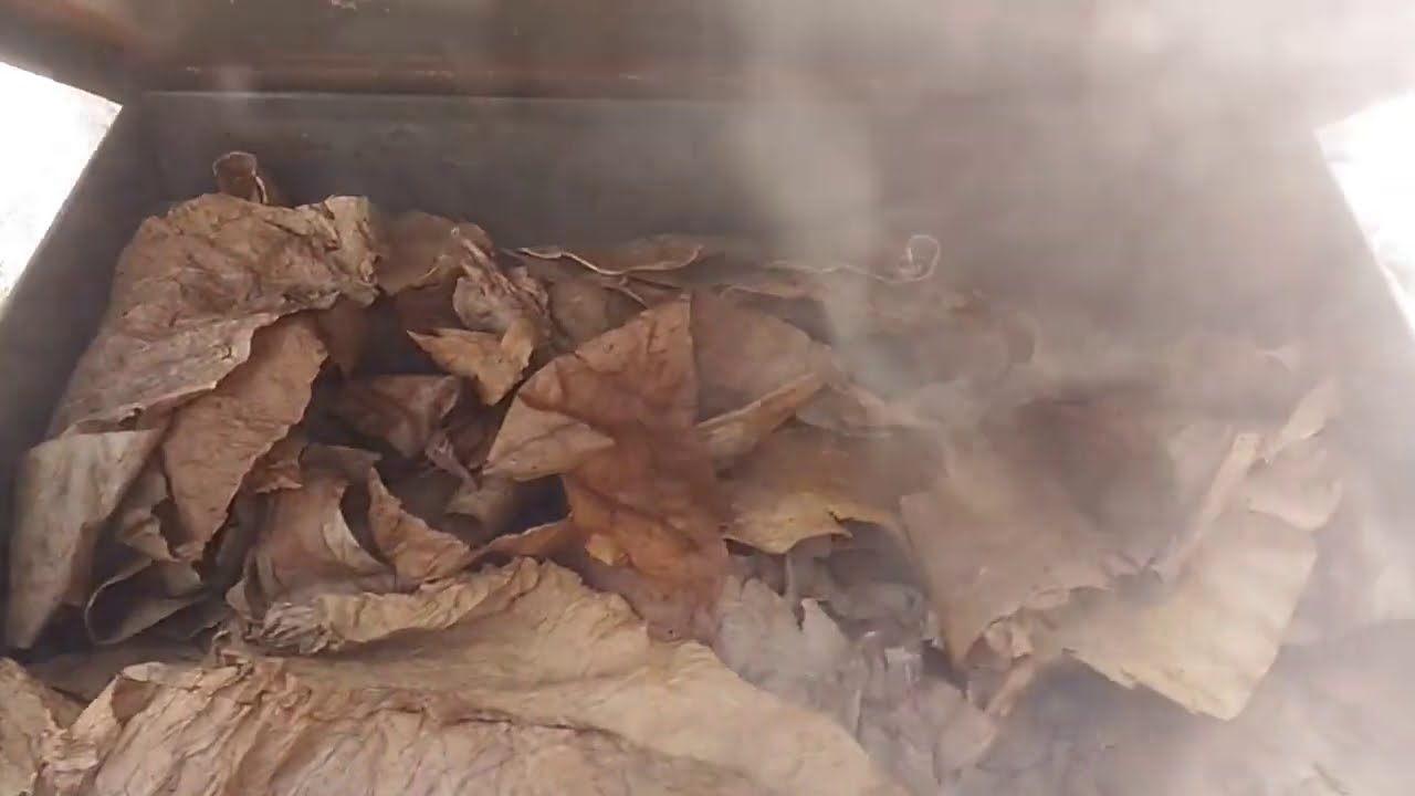 Коптим лист табака сами ( We smoke a leaf of tobacco ourselves )