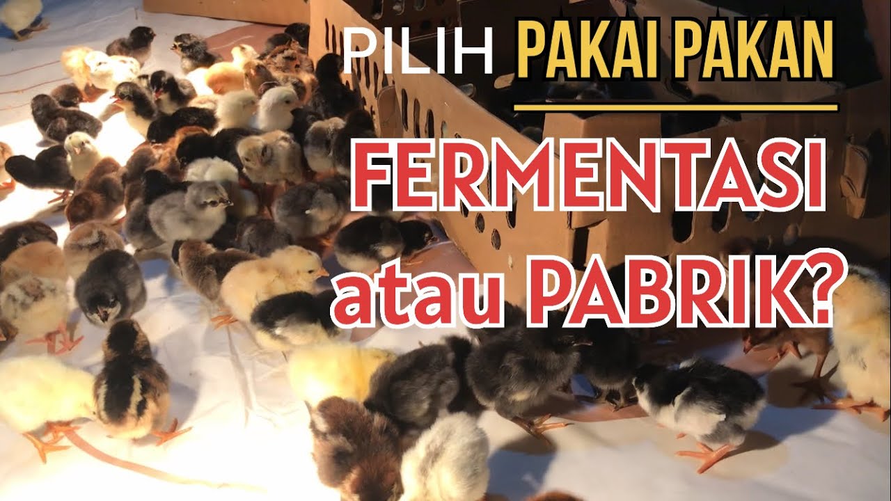 Pilih Pakan Fermentasi Buatan Sendiri untuk ternak ayam atau Pakan Pabrik Nggak Pakai Repot?