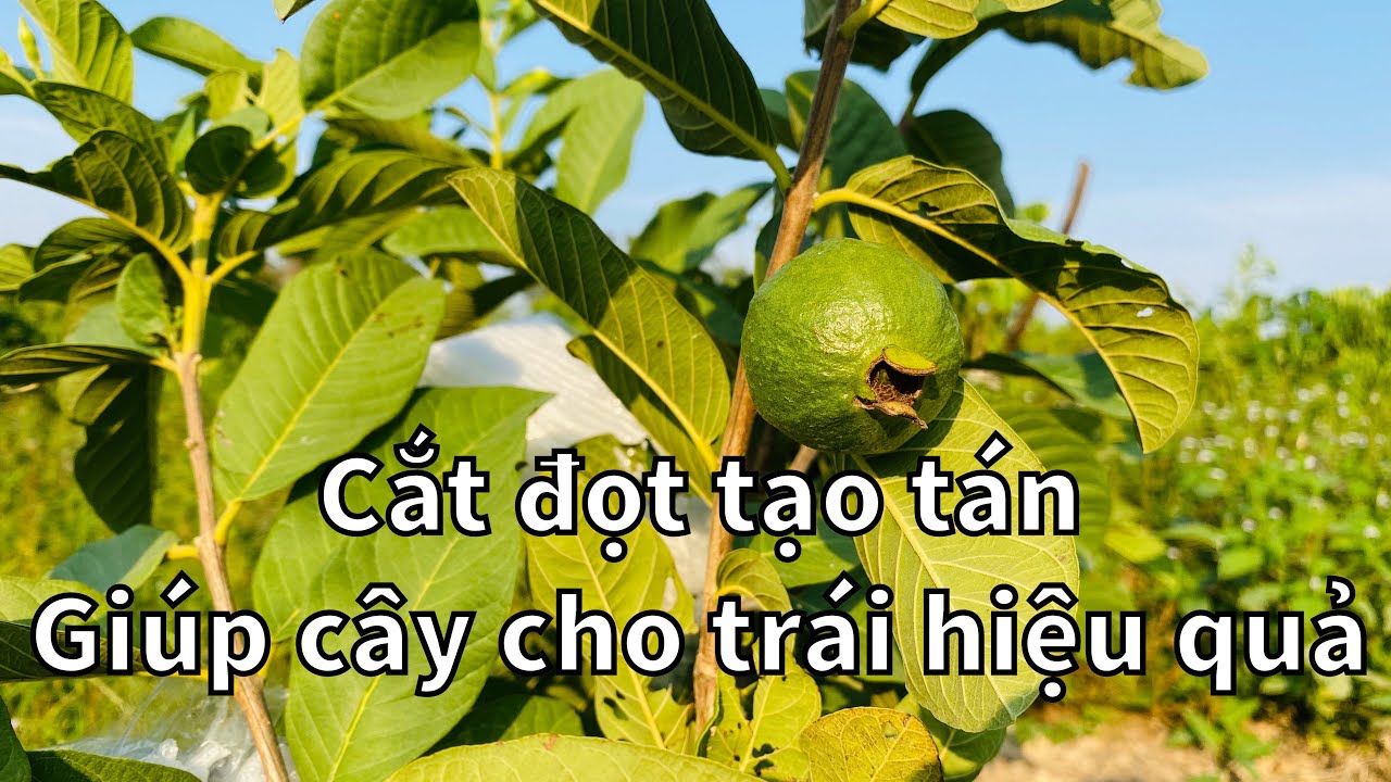 #03 Cách tỉa cành tạo tán giúp Ổi ra hoa hiệu quả | Thanh Bình Farm