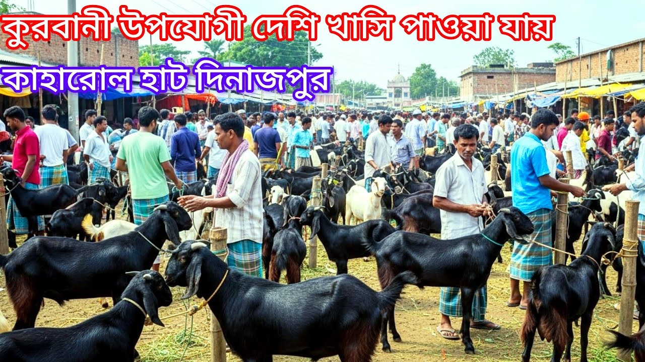 কাহারোল হাটে কুরবানী উপযোগী দেশি খাসি পাওয়া যায় 