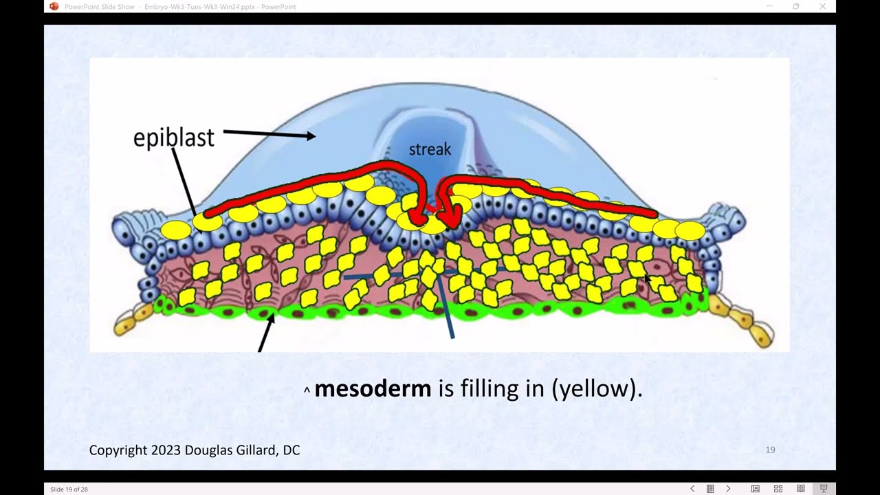 Human Gastrulation: Let's Build the Three Germ Layers of the Human... a Live Lecture
