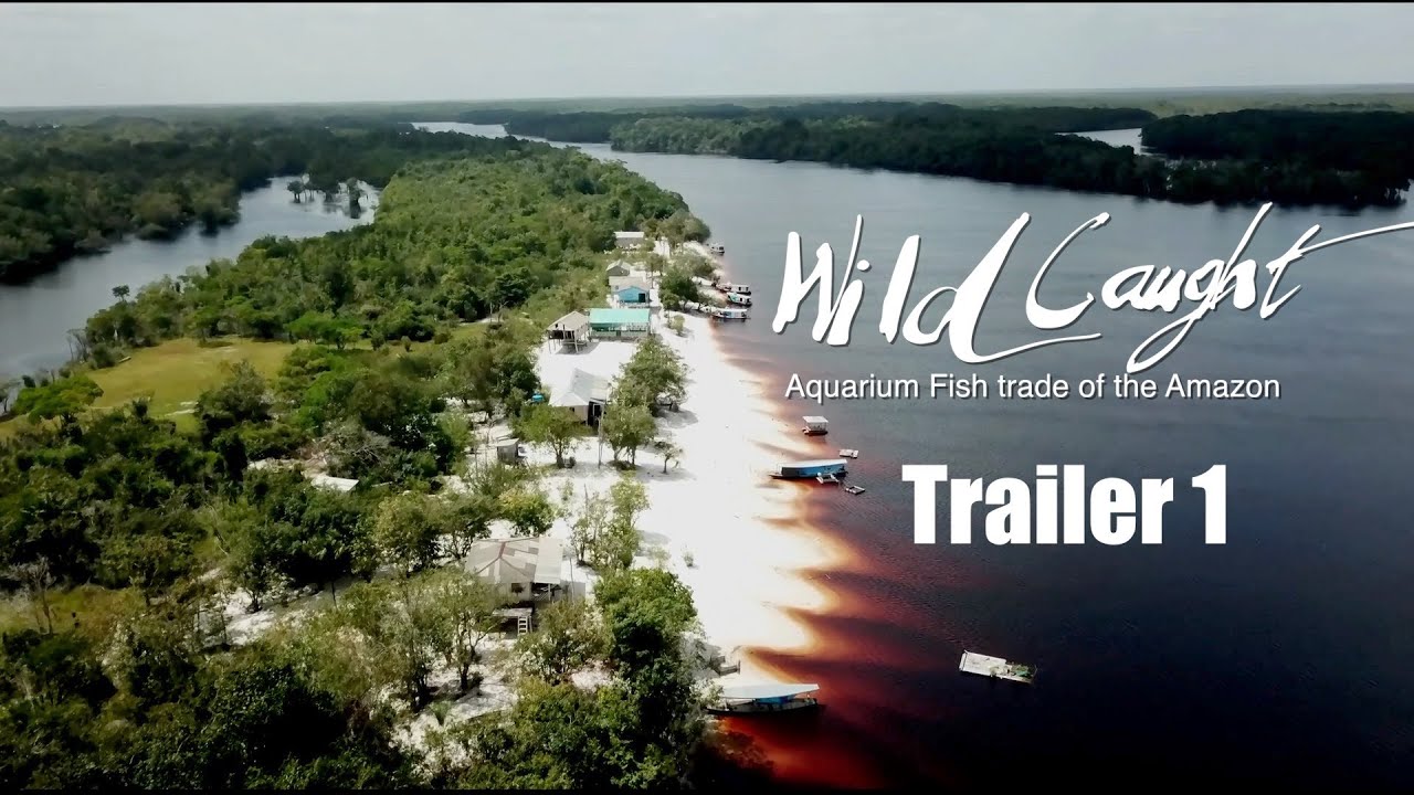 TRAILER 1: WILD CAUGHT : Aquarium Fish trade of the Amazon
