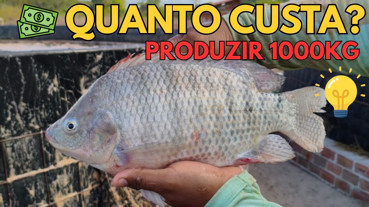 QUANTO CUSTA PRODUZIR 1000kg DE TILÁPIA?