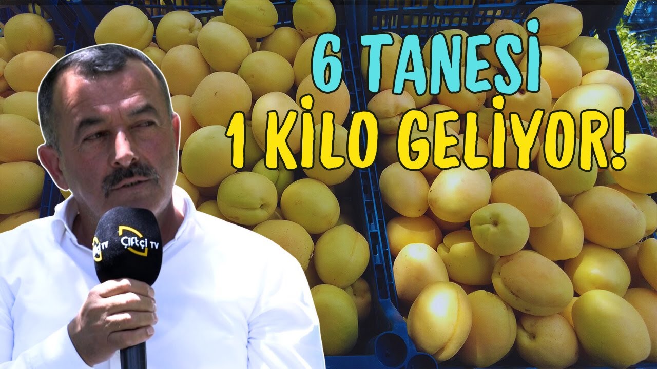 6 Tanesi 1 Kilo Geliyor! / Iğdır Kayısısı