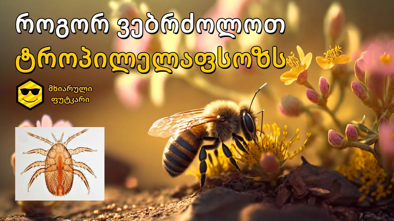როგორ ვებრძოლოთ ტროპილელაფსოზს