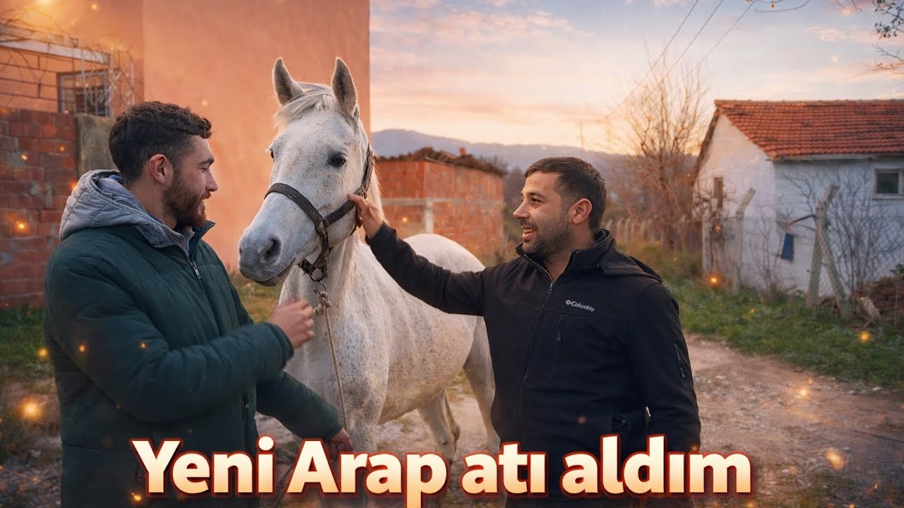 YENİ ARAP ATIM AKYEL GELDİ DURSUNBEYDEKİ EVİ BOYADIK