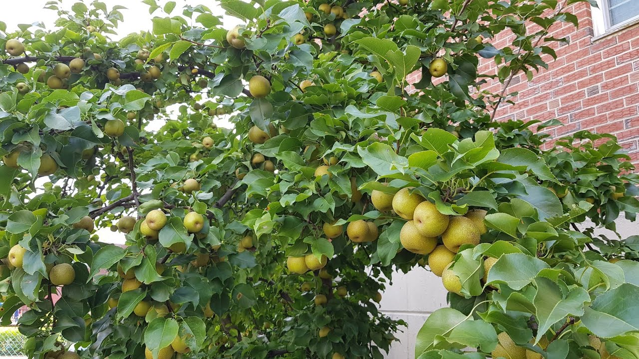 Asian Pear Hosui - ready for harvest
