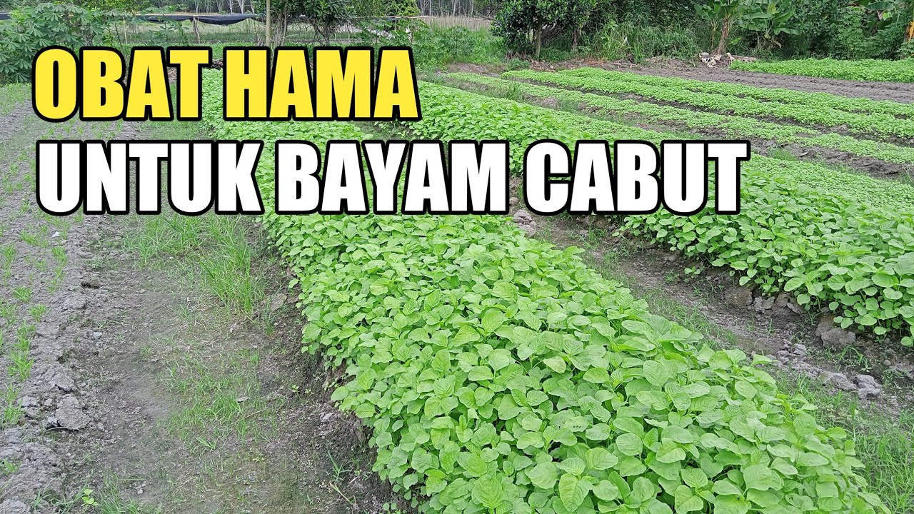 ini OBATnya untuk hama pada BAYAM CABUT