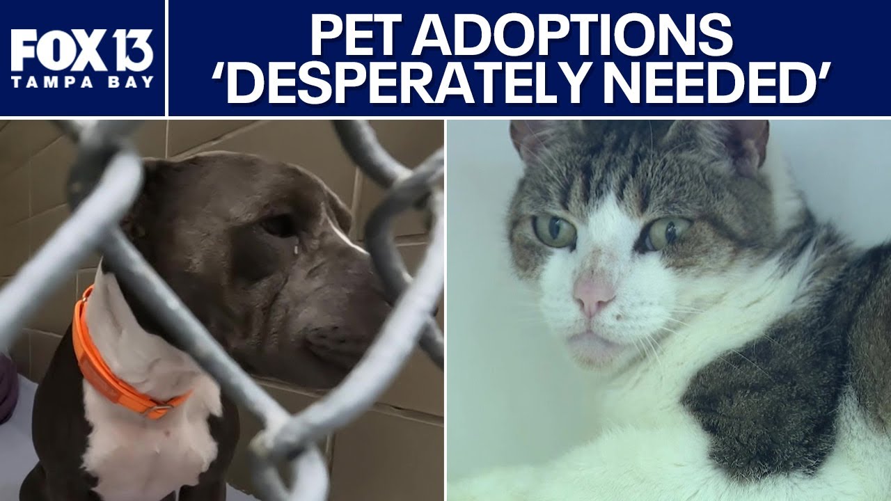 Pet adoptions 'desperately needed' in Hillsborough County