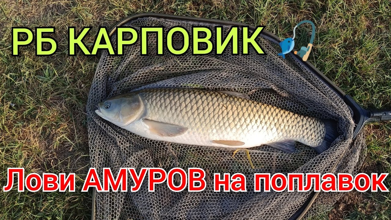 Рыбалка(КМВ), РБ КАРПОВИК, Ставропольский край, открыт сезон по АМУРУ😉🔥лови на поплавок 🎣