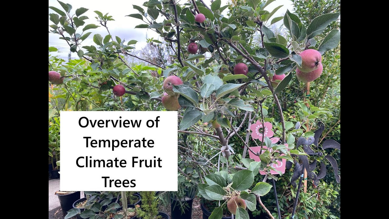 Overview of Temperate Climate Fruit Trees
