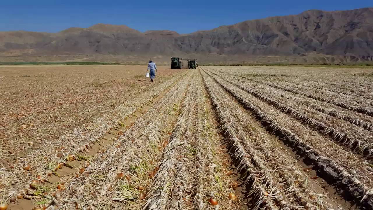 Asi sacan la cebolla aqui en californi