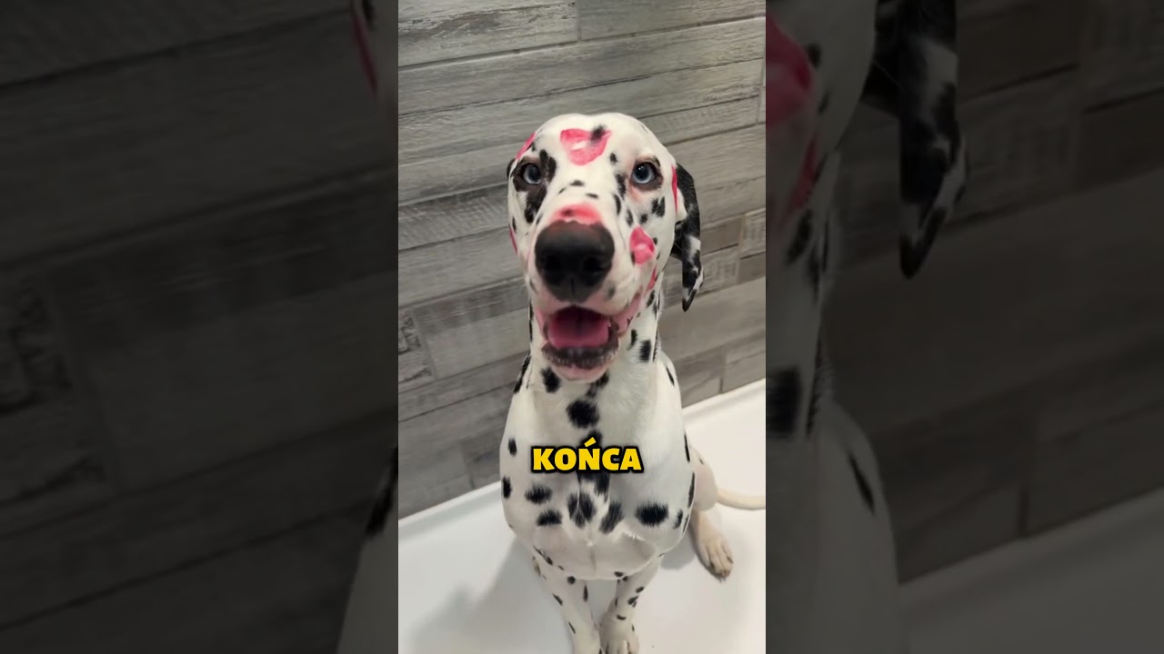 Te Psy Są Najczęściej W Schronisku😮🐕