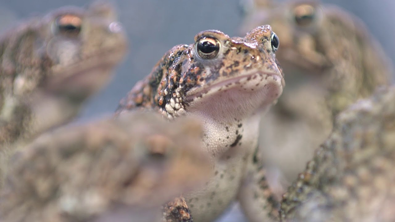 Houston Toad Conservation at the Houston Zoo