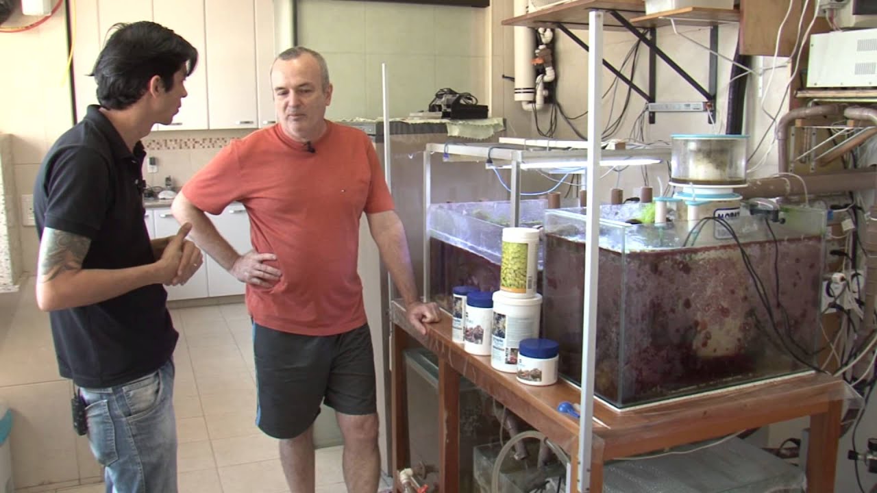 Aquario Marinho, Help Reef na sua Casa, aquarismo marinho.