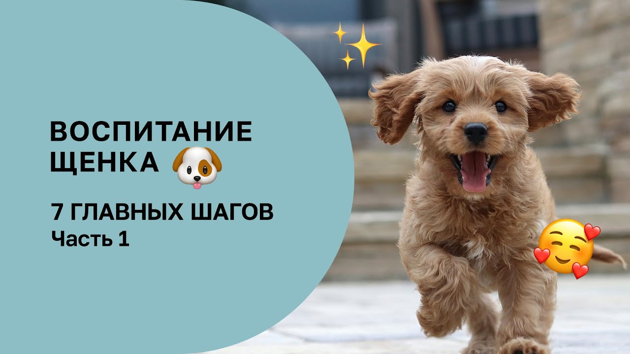 7 ШАГОВ В ВОСПИТАНИИ ЩЕНКА, КОТОРЫЕ НЕЛЬЗЯ ПРОПУСТИТЬ. ЧАСТЬ 1