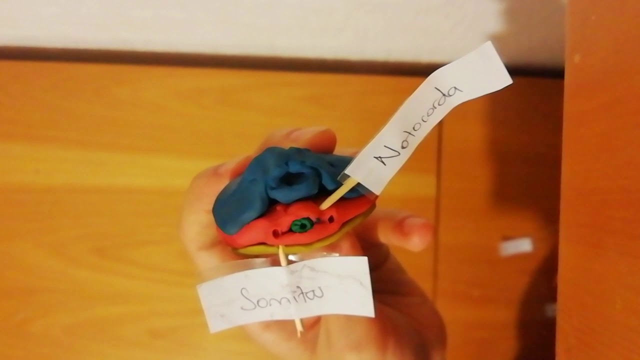 Gastrulación, neurulación y tubulación del embrión.